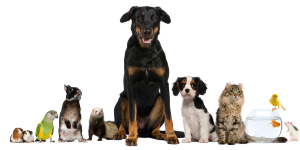 Animaux animaux domestiques